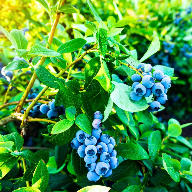 Rebel Blueberry Plant - Image 2