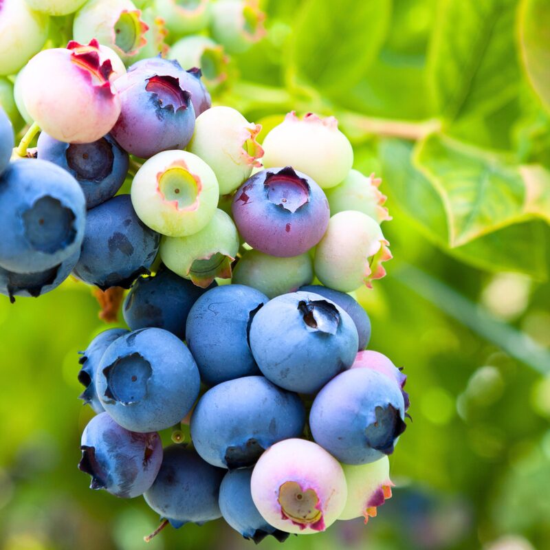 Rebel Blueberry Plant