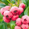 Pink Lemonade Blueberry Plant