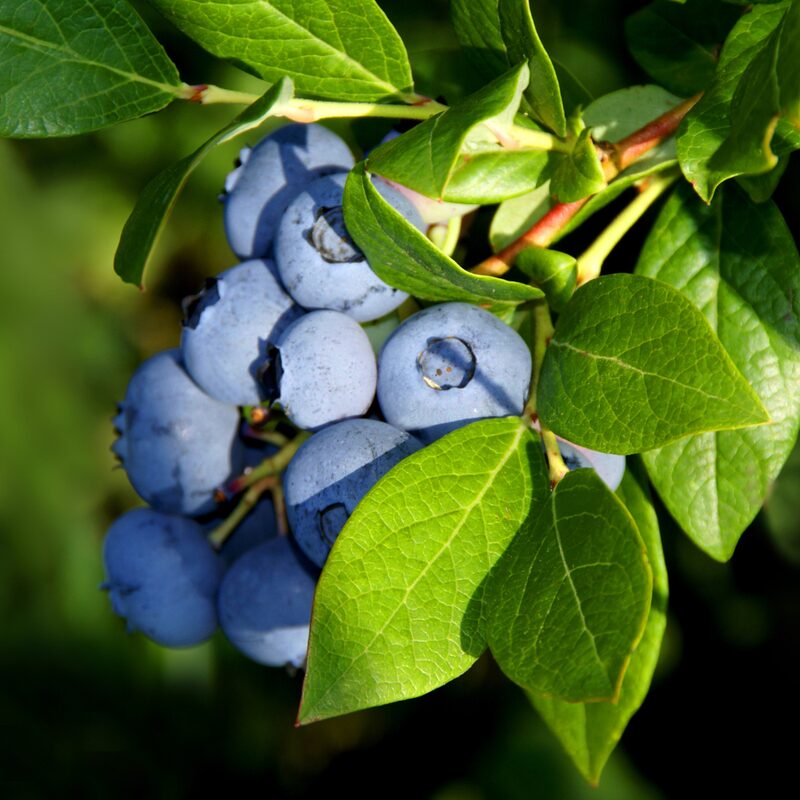 Emerald Blueberry Plant - Image 2