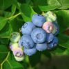 Emerald Blueberry Plant