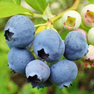 Alternative view of Legacy Blueberry Plant