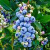 Legacy Blueberry Plant