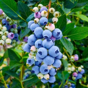 Legacy Blueberry Plant