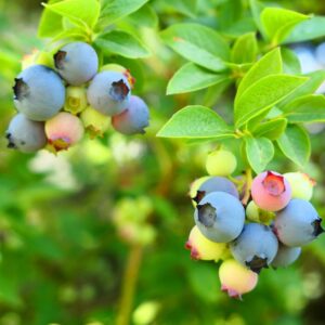 Alternative view of Springhigh Blueberry Plant