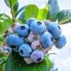Springhigh Blueberry Plant