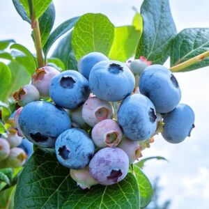 Springhigh Blueberry Plant
