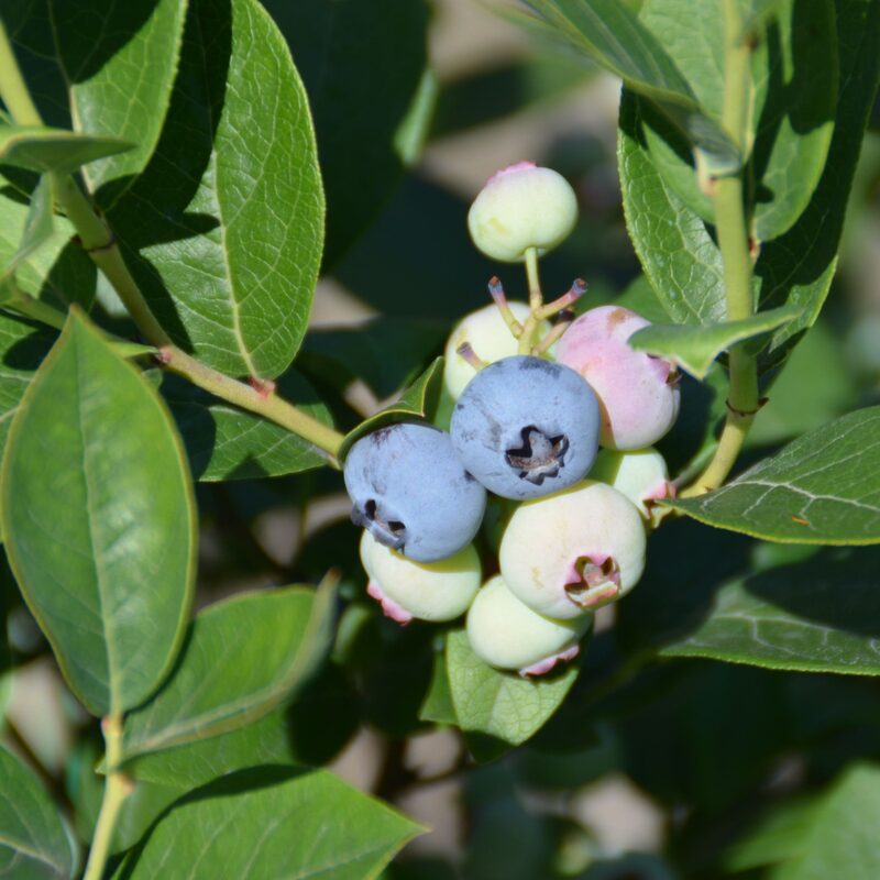Misty Blueberry Plant - Image 5