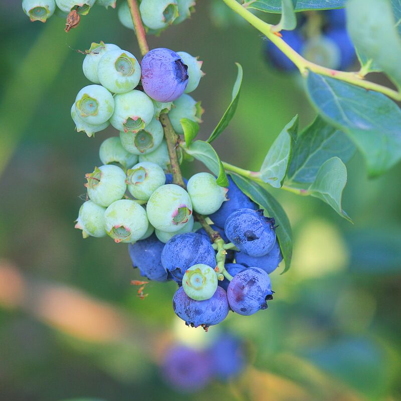 Misty Blueberry Plant - Image 3