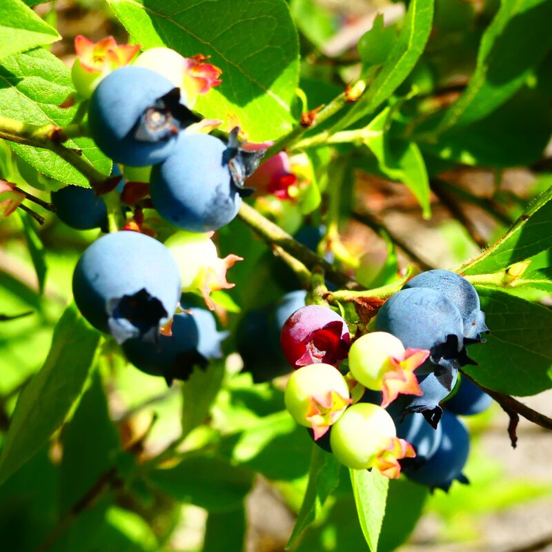 Misty Blueberry Plant - Image 2