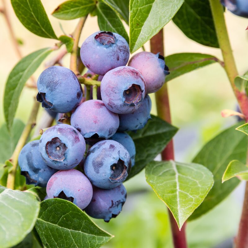 Jewel Blueberry Plant - Image 5