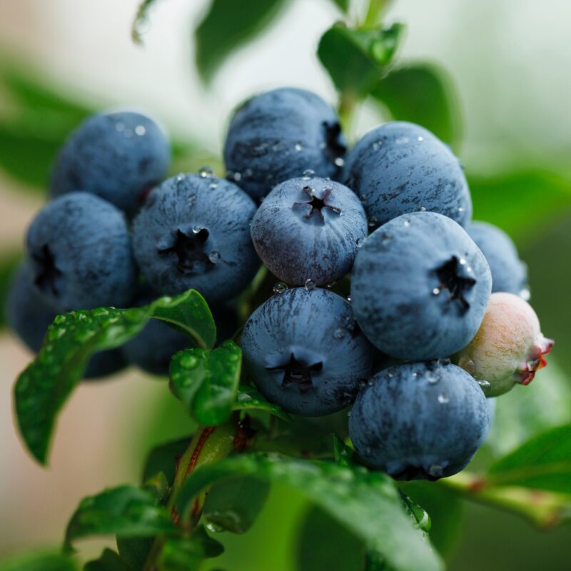 Jewel Blueberry Plant - Image 4