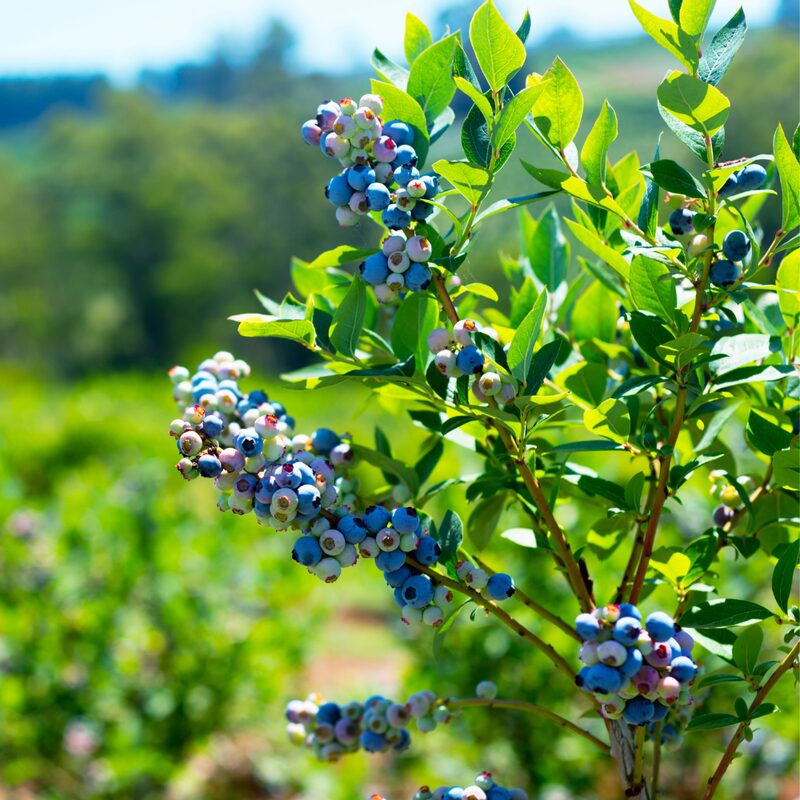 Jewel Blueberry Plant - Image 3