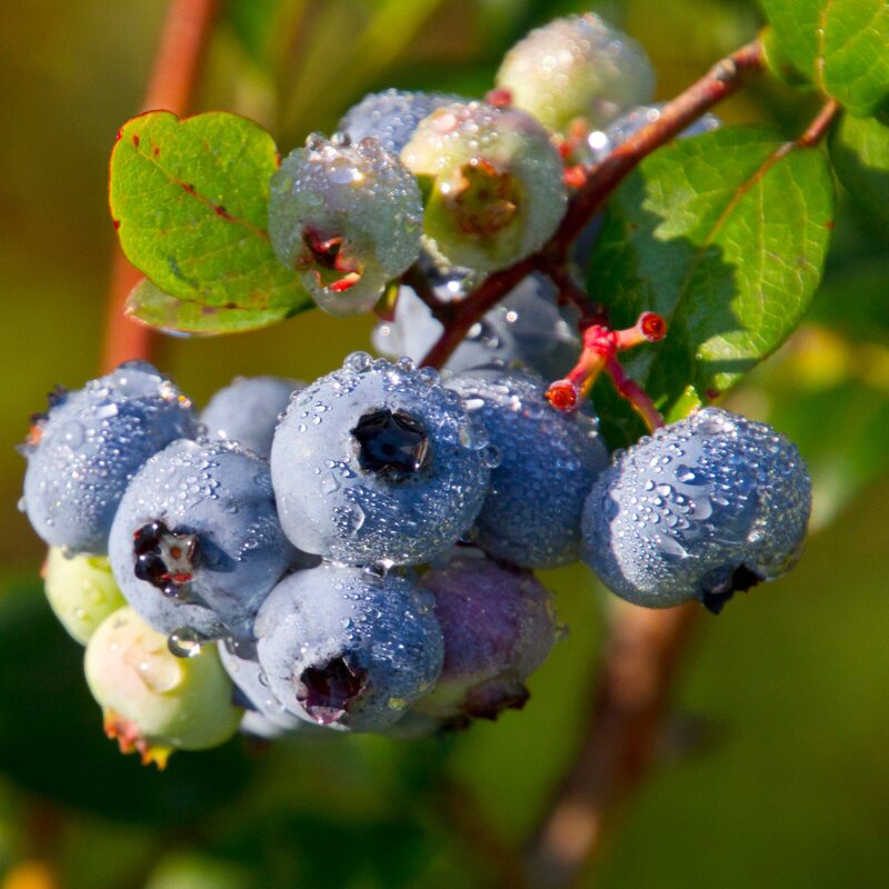 Jewel Blueberry Plant - Image 2