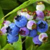 Jewel Blueberry Plant