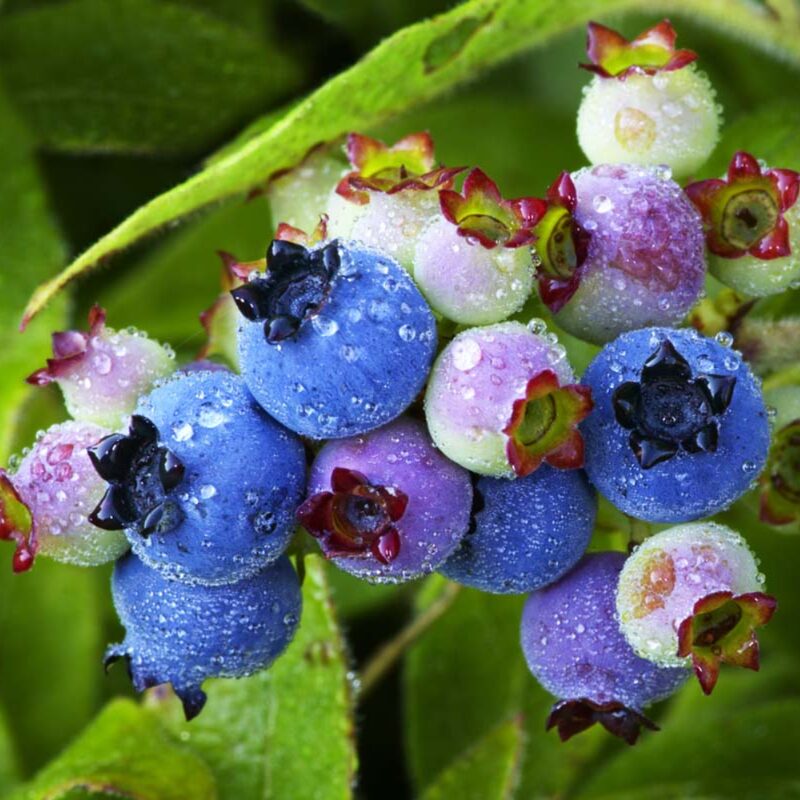 Jewel Blueberry Plant