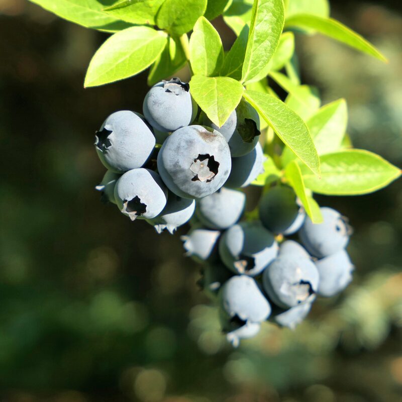 Sharpblue Blueberry Plant - Image 5