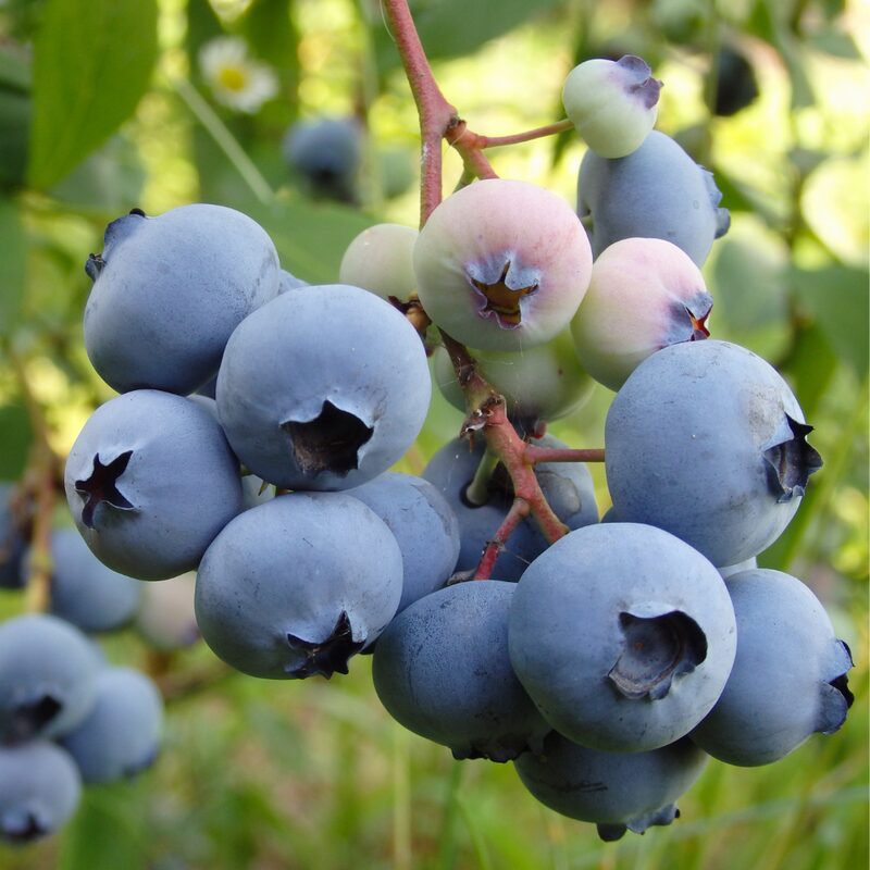 Sharpblue Blueberry Plant - Image 4