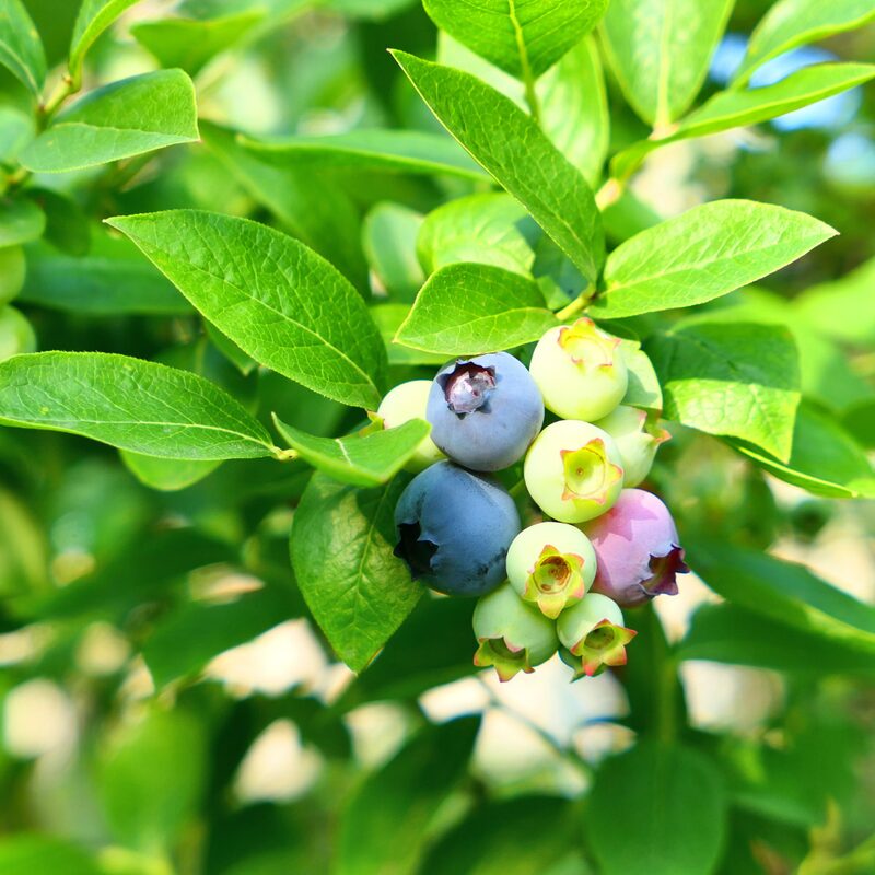 Sharpblue Blueberry Plant - Image 3