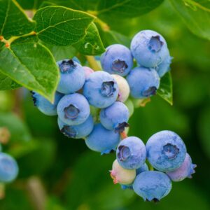Alternative view of Sharpblue Blueberry Plant