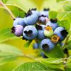 Sharpblue Blueberry Plant