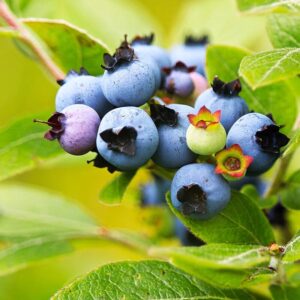 Sharpblue Blueberry Plant
