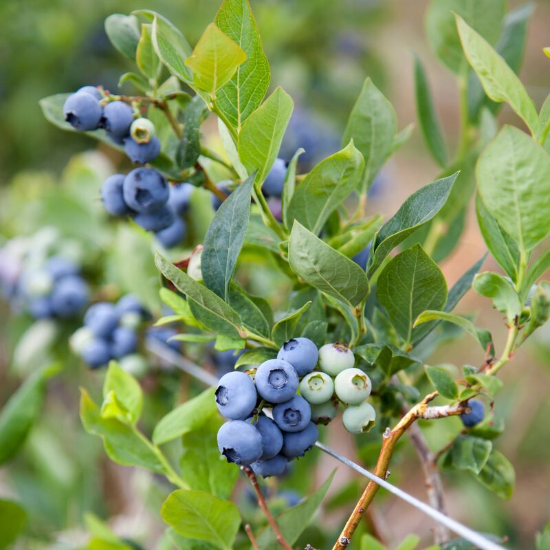 Sunshine Blueberry Plant - Image 3