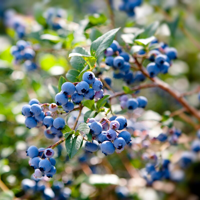 Sunshine Blueberry Plant - Image 2