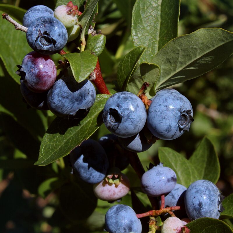 Top Hat Blueberry Plant - Image 5