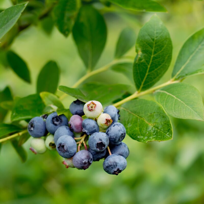 Top Hat Blueberry Plant - Image 3
