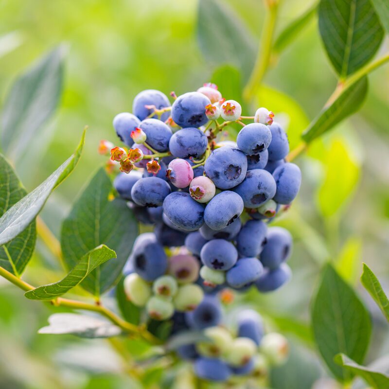 Top Hat Blueberry Plant - Image 4