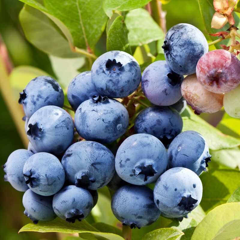 Top Hat Blueberry Plant - Image 2