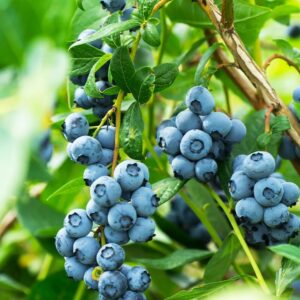 Top Hat Blueberry Plant