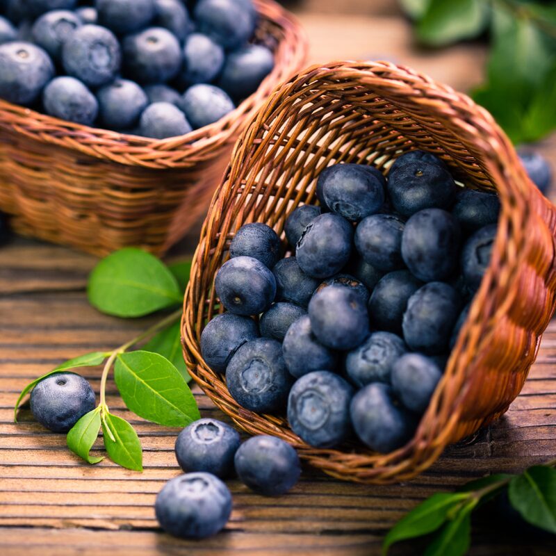 Elliott Blueberry Plant - Image 5