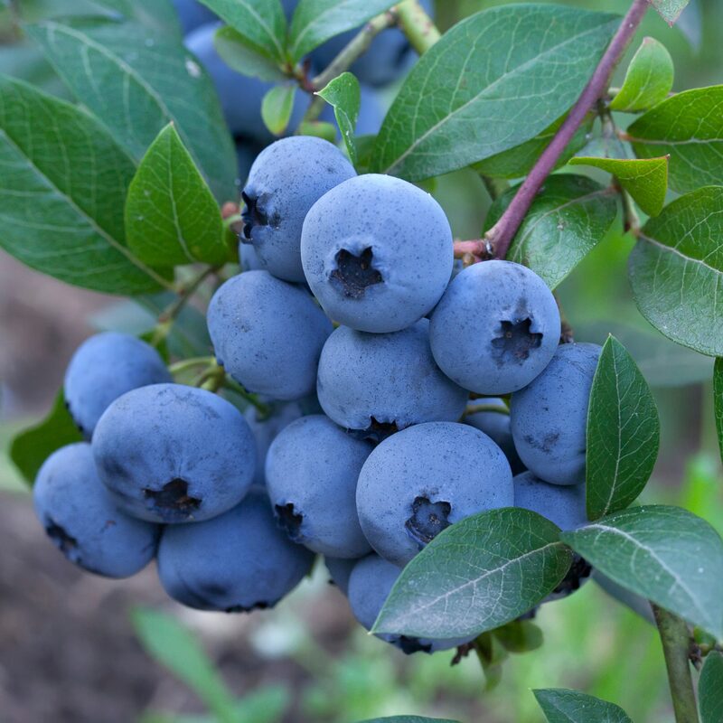 Elliott Blueberry Plant - Image 4