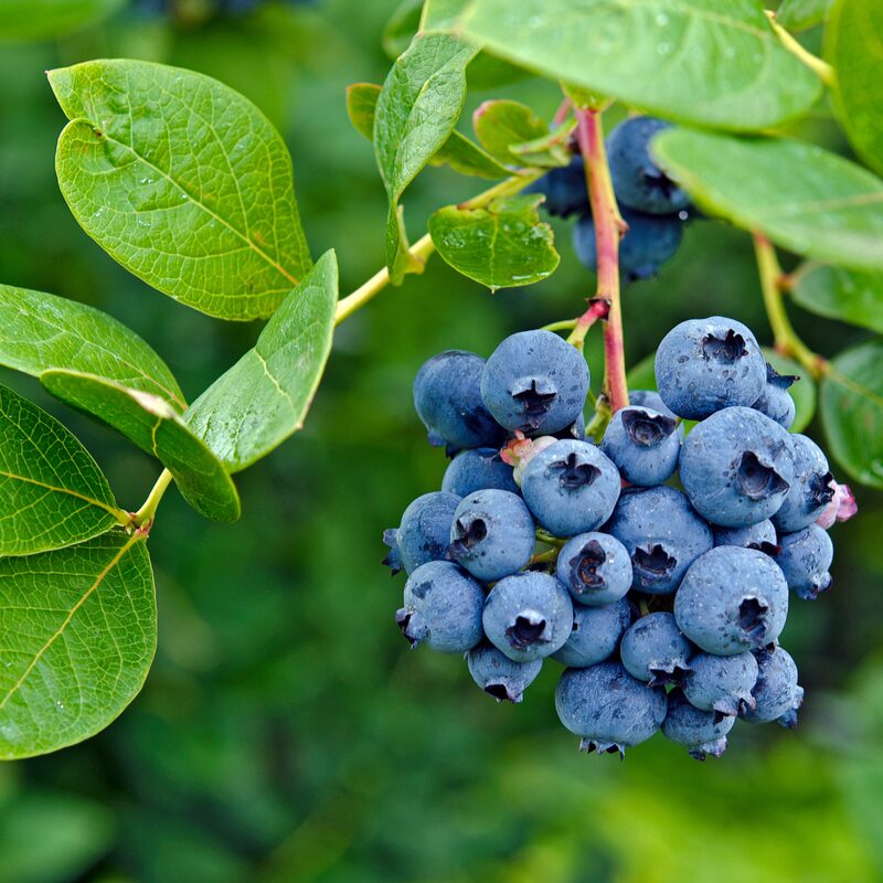 Elliott Blueberry Plant - Image 3