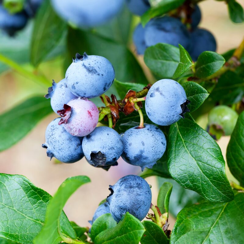 Elliott Blueberry Plant