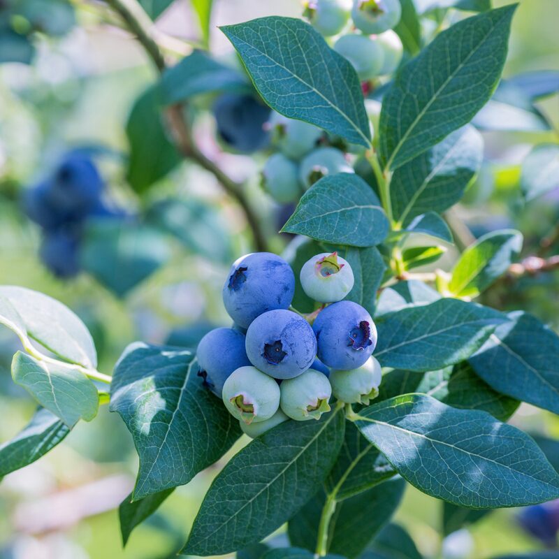 Elliott Blueberry Plant - Image 2