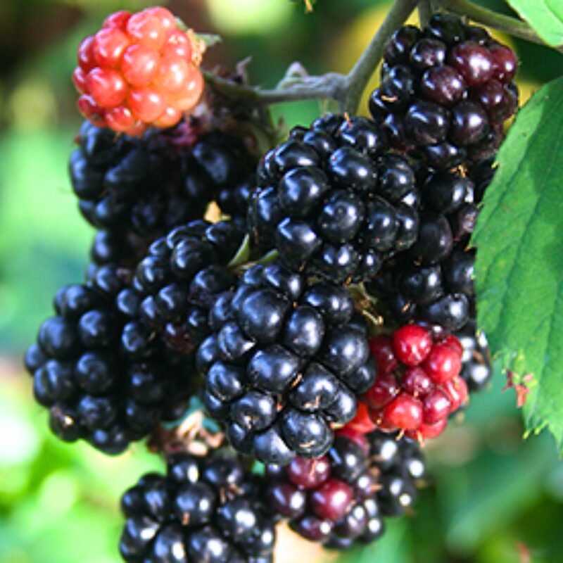 Von Blackberry Plants - Image 5