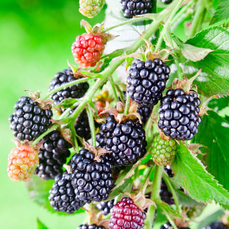 Von Blackberry Plants - Image 3