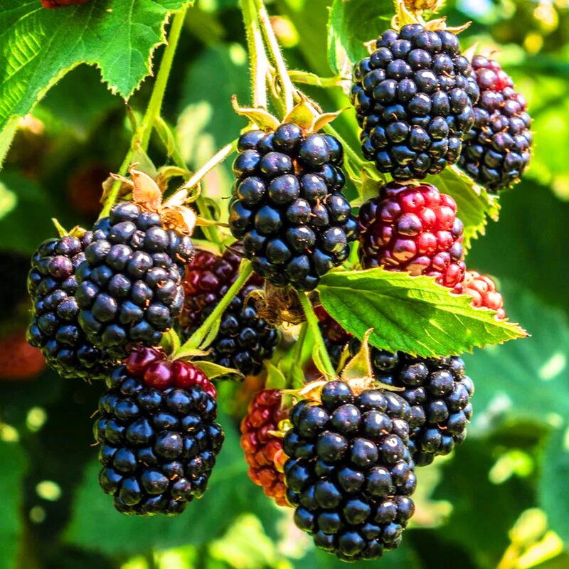 Von Blackberry Plants - Image 4