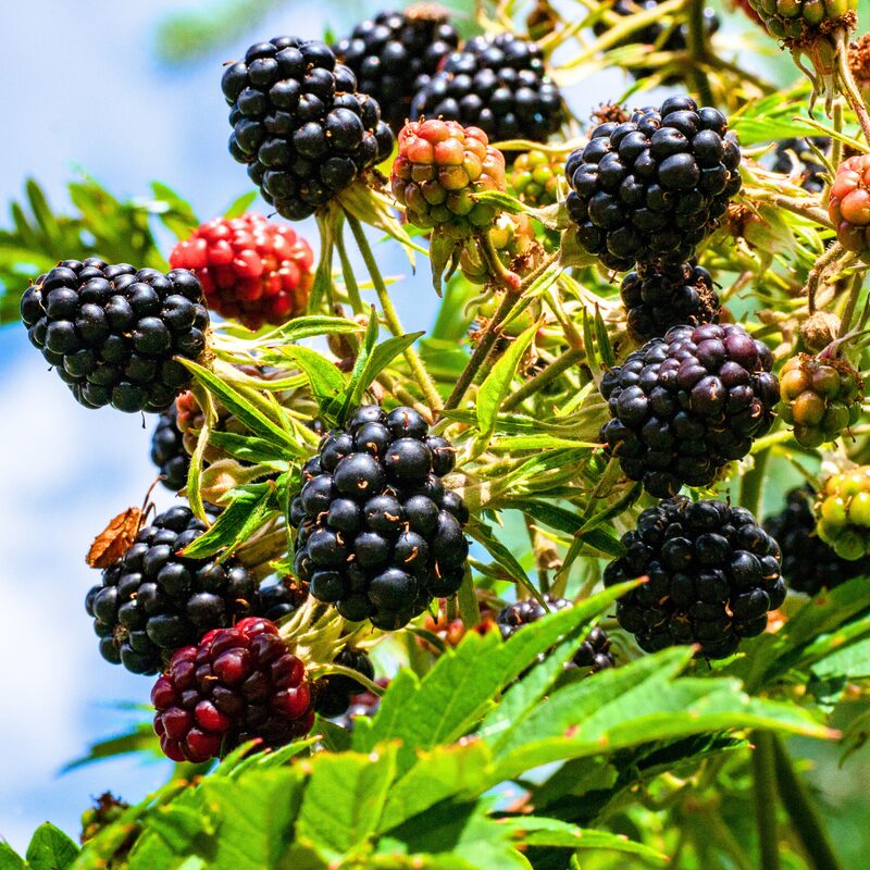 Von Blackberry Plants - Image 2