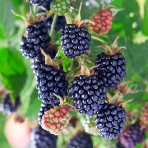 Von Blackberry Plants