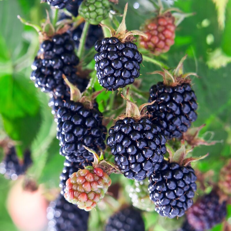 Von Blackberry Plants