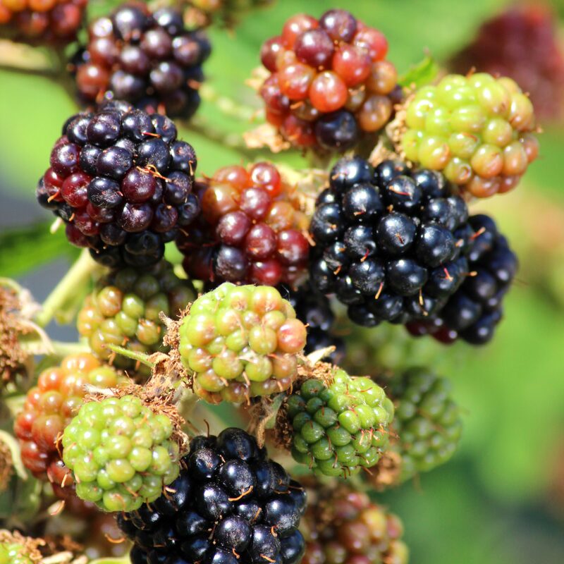 Prime Ark Freedom Blackberry Plants - Image 5