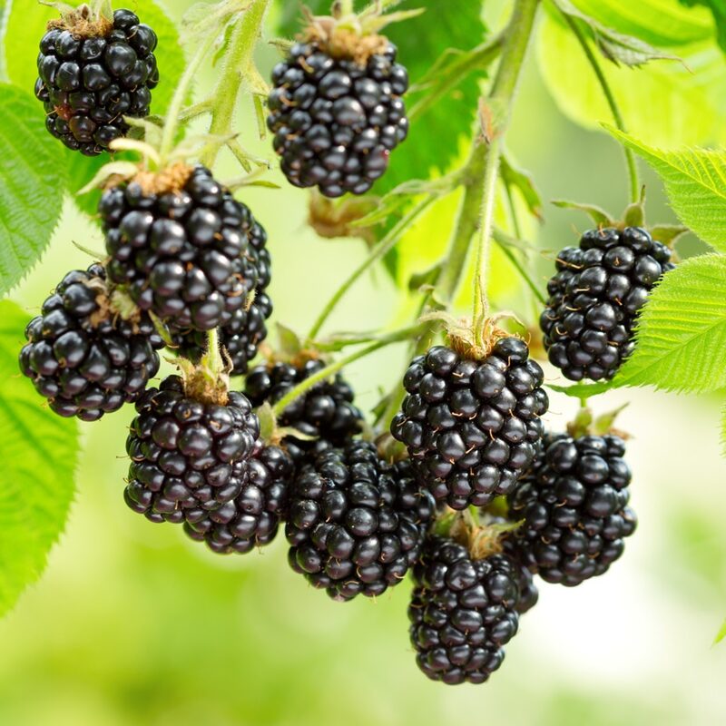 Prime Ark Freedom Blackberry Plants - Image 4
