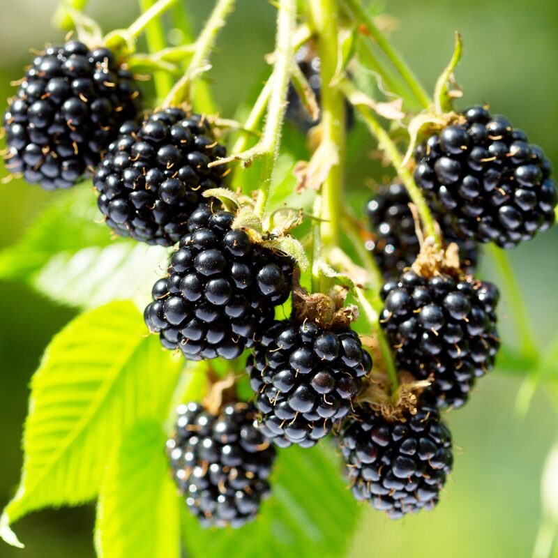 Prime Ark Freedom Blackberry Plants - Image 2