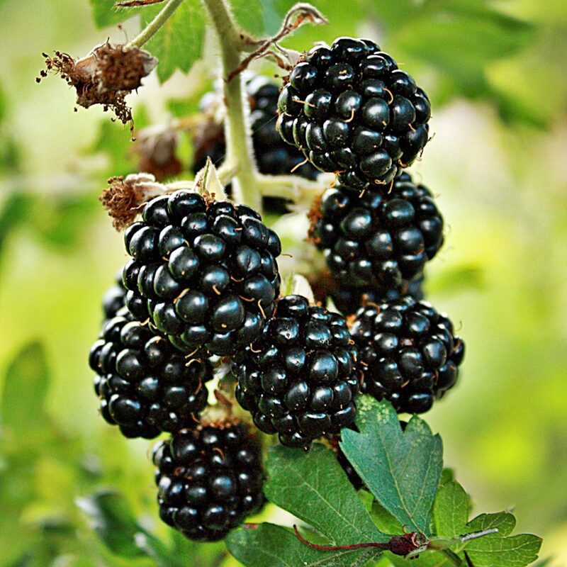 Prime Ark Freedom Blackberry Plants - Image 3