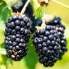 Prime Ark Freedom Blackberry Plants