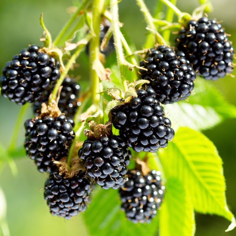 Chester Blackberry Plants - Image 5